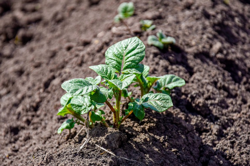 <p>Okopavanje in osipanje krompirja da rastlinam nov zagon v rasti.</p>