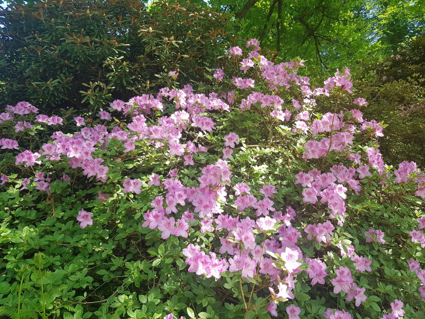<p>S pisanimi cvetovi park krasijo rododendroni oz. sleči.</p>