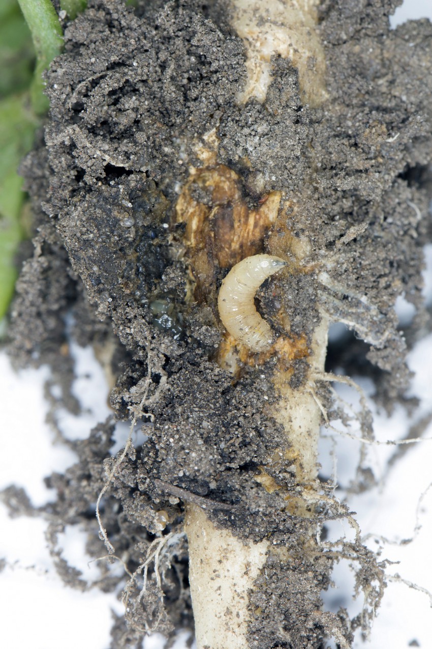 <p>Požrešne bele žerke – larve uničijo najprej koreninske laske, potem pa se zavrtajo še v korenine.</p>
