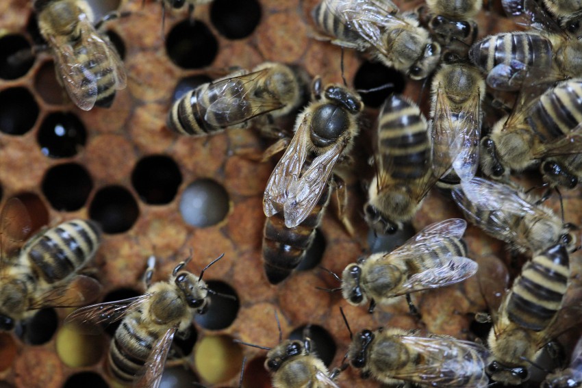 <p>V čebelji družini je le ena matica (sredi fotografije, z večjim zadkom). Čebelarji jih zaradi evidence včasih označujejo z oštevilčenimi ploščicami.</p>