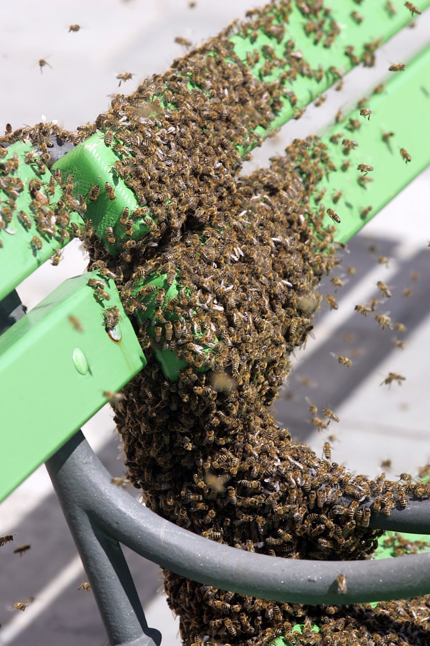 <p>Obilna paša spodbudi čebele k rojenju. Roj na fotografiji je posedel na klop pred ljubljansko mestno hišo.</p>