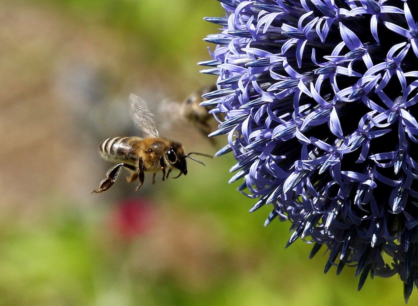 <p>Čebelam lahko pomagamo s sajenjem medovitih cvetic in grmovnic.</p>