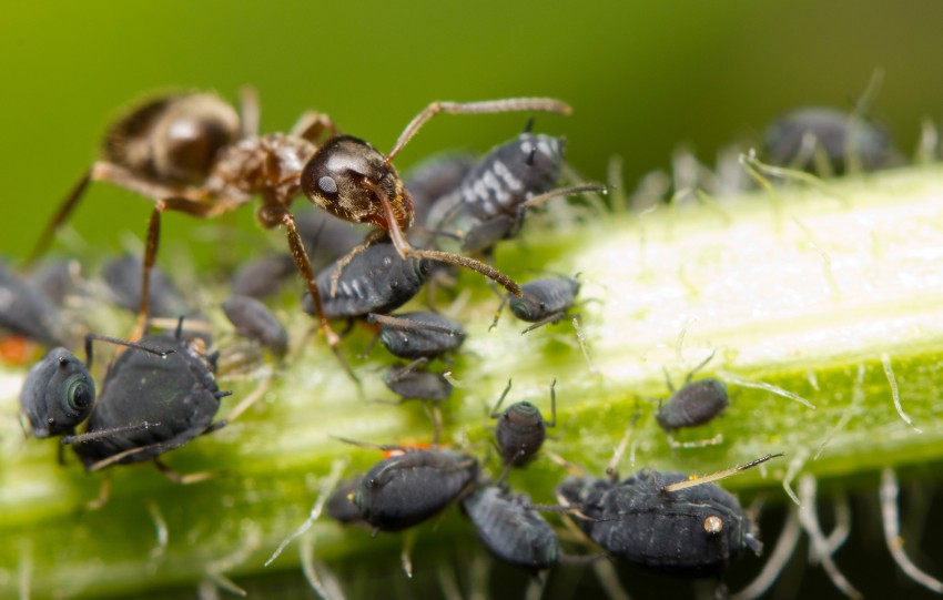 <p>Mravlje in uši živijo v simbiozi. Uši izločajo sladek izloček mano, s katerim se mravlje hranijo. Mravlje varujejo uši pred pikapolonicami, njihovimi ličinkami, tenčičaricami in drugimi sovražniki.</p>