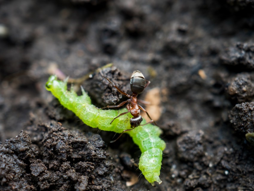 <p>Mravlje nas ubranijo težav z gosenicami, saj jim gredo zelo v slast.</p>