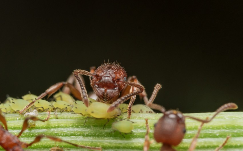 <p>Mravlje uši celo masirajo, da izločijo več mane.</p>
