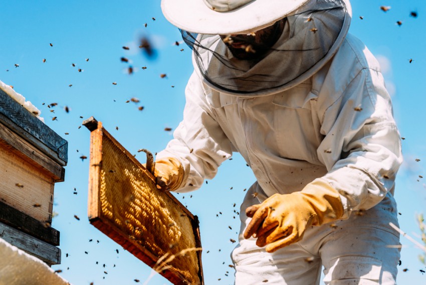 Nad čebelarstvom se vse pogosteje navdušujejo tudi slavni. 