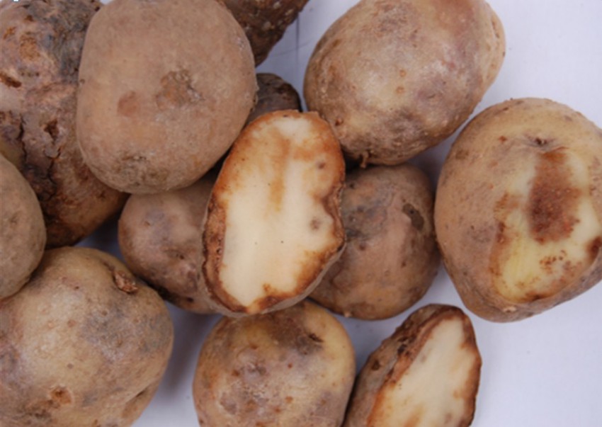 <p>Bolezen lahko z nadzemnih delov preide tudi na krompirjeve gomolje.</p>