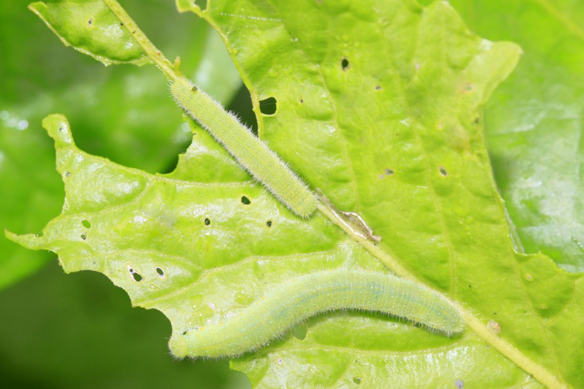<p>Gosenice kapusovega molja so velike do 12 mm, zelene barve, v začetku s črno, kasneje pa z rjavo glavo.</p>