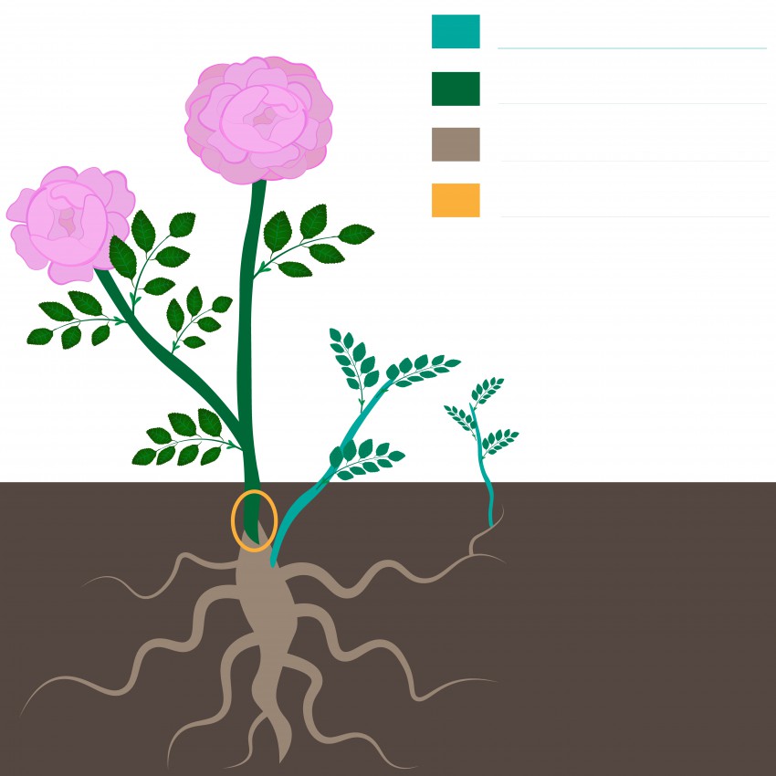 Tako zraste koreninski poganjek šipka ali vrtnice. Če ima vrtnica podlago, pravimo koreninskemu poganjku  divjak.