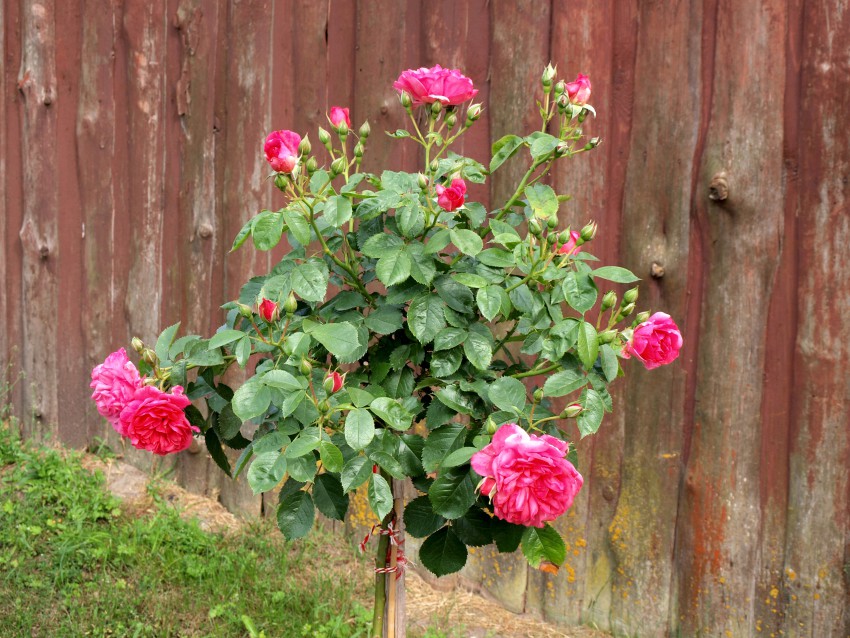 <p>Če želimo vzgojiti stebelno vrtnico, je primerna podlaga zanjo japonski šipek (<em>Rosa rugosa</em>).</p>