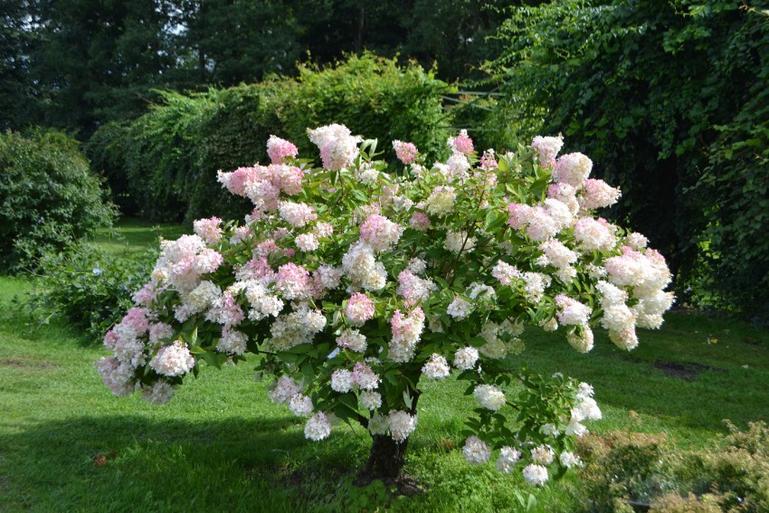 Latasta hortenzija začne proti koncu poletja dobivati rožnat nadih.