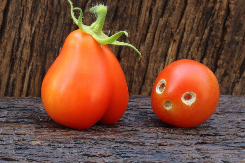 <p>Levo plod paradižnika roma, desno debel češnjevec s poškodbami od paradižnikovega molja.</p>