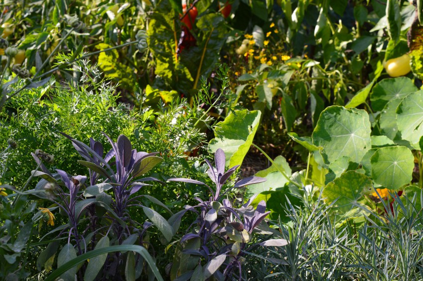Vijoličasto navdahnjeni listi žajblja so tudi okras zelenjavne grede. 
