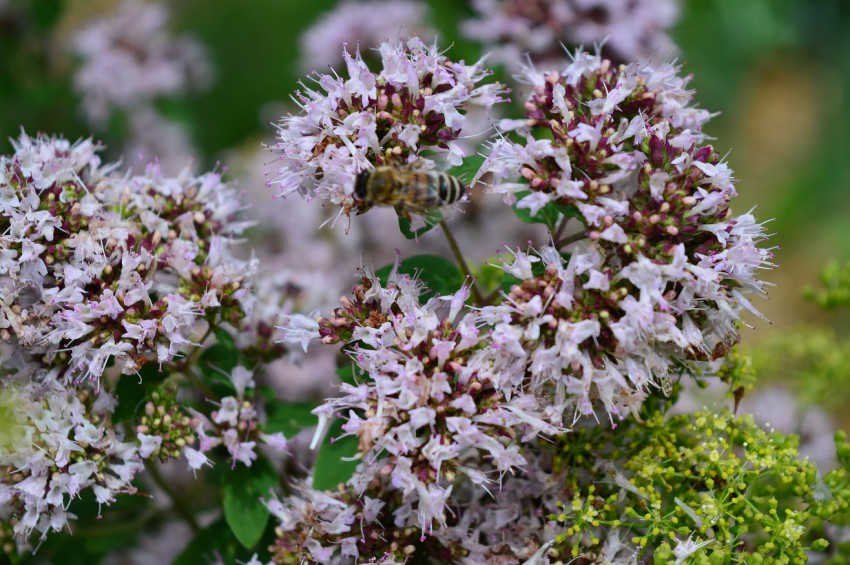 Cvetovi majarona privabljajo opraševalce in so dobra čebelja paša. 