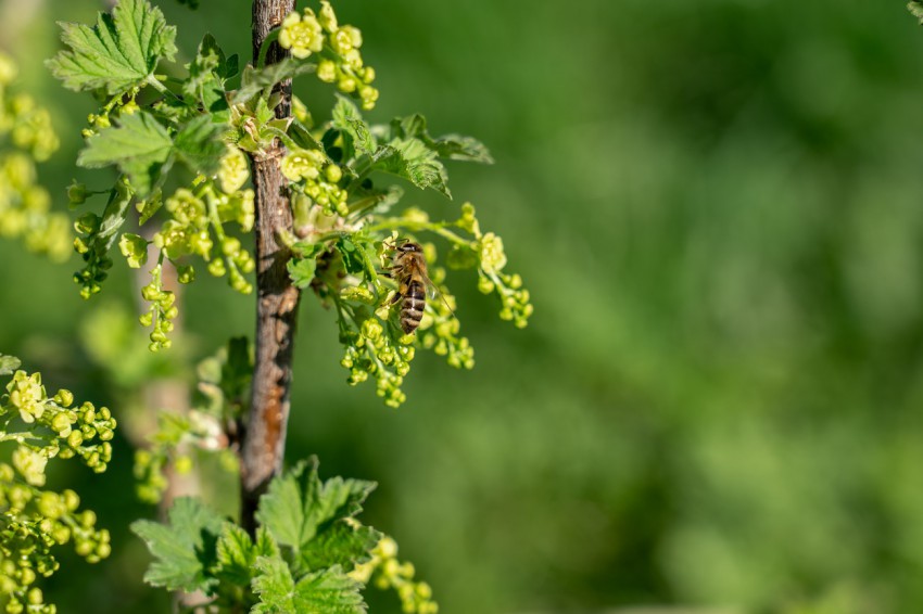 <p>Ribez cveti bolj "neopazno", a ga čebele oblegajo.</p>