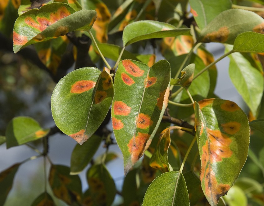 <p>Na okuženem listju, ki odpade z drevesa, se trosišča bolezenskih gliv, ki so vir za nadaljnje okužbe, pogosto razvijejo prej, preden listje razpade. Na fotografiji hruševa rja.</p>
