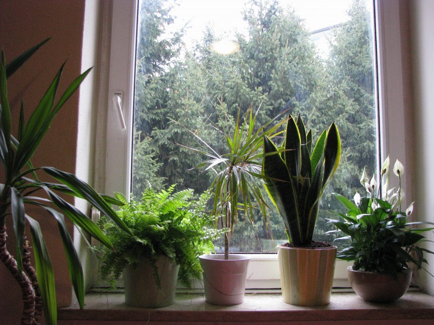 Sobne rastline čistijo zrak, uravnavajo vlažnost zraka, proizvajajo pa tudi negativne ione, ki koristno vplivajo na naše razpoloženje in počutje.
