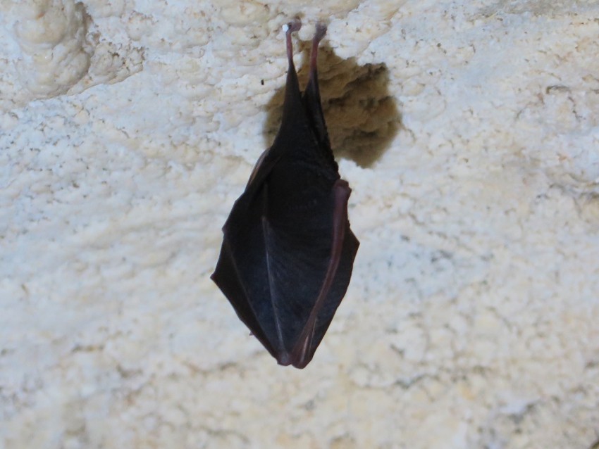 <p>Tudi netopir se lahko znajde na seznamu nezaželenih obiskovalcev naših domov.</p>