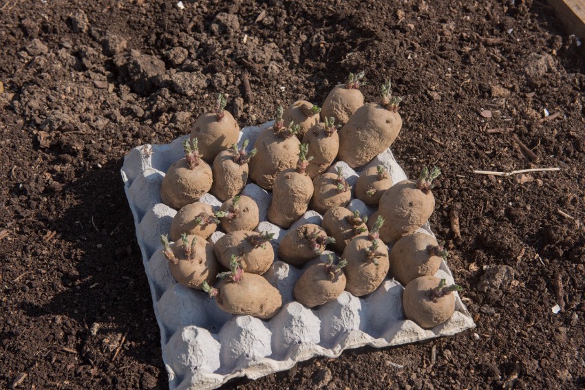 <p>Če nameravate na vrtu posaditi manjšo količino krompirja, ga lahko nakalite v kartonu za jajca.</p>