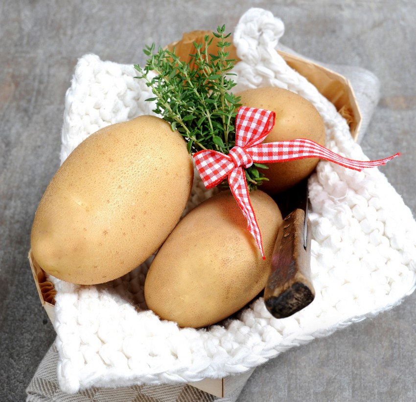 <p>Za vrtičkarje je zaradi odpornosti proti krompirjevi plesni priporočena tudi sorta Otolia.</p>