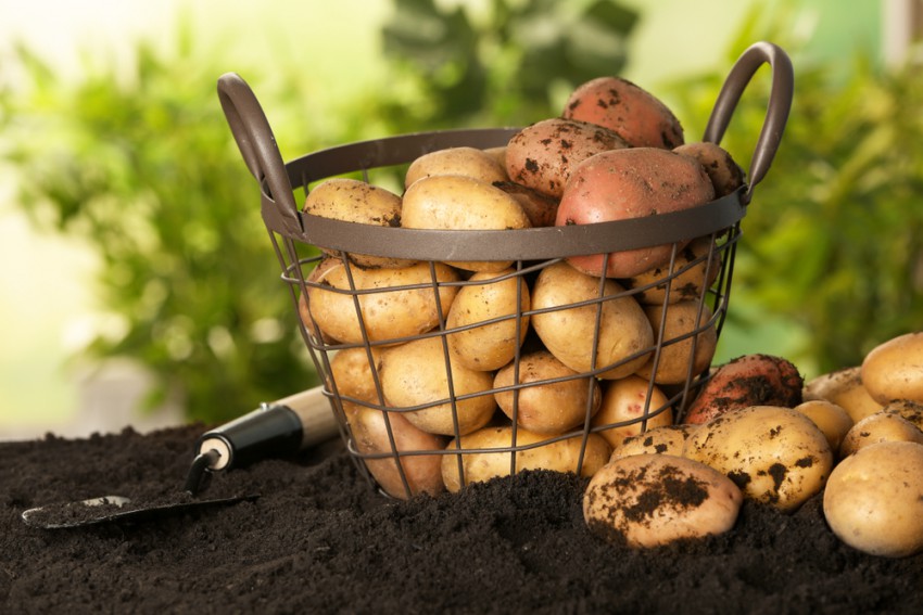 Na svetu je med pet in deset tisoč sort krompirja, samo v Evropi jih je na sortni listi 1683.