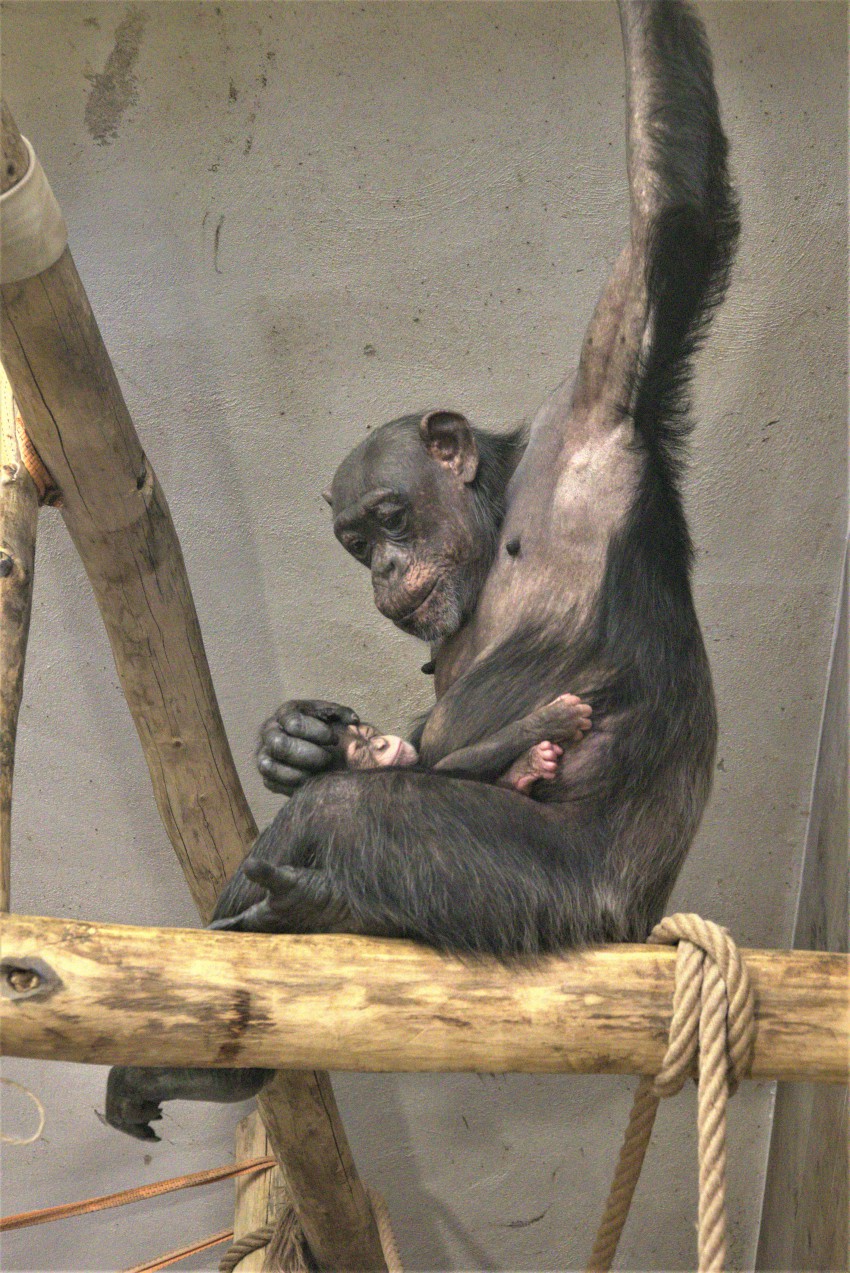 Družina šimpanzov pazi na malega Taia.