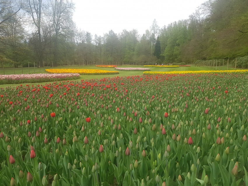 <p>Prvič so tulipane posadili tudi v Zgornji angleški park ob gozdu, ki jih s senco in hladom varuje pred prezgodnjim cvetenjem.</p>
