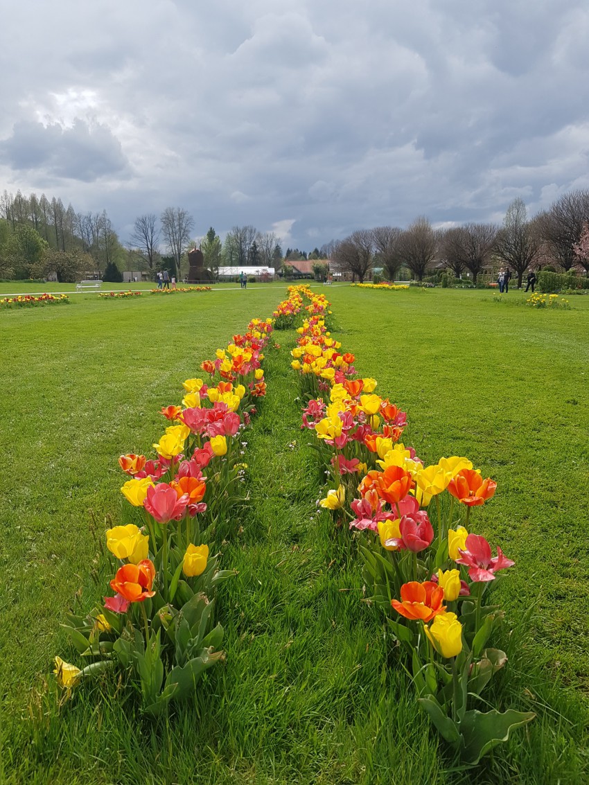 <p>Rdeče in rumene kombinacije tulipanov se vijejo po parku.</p>