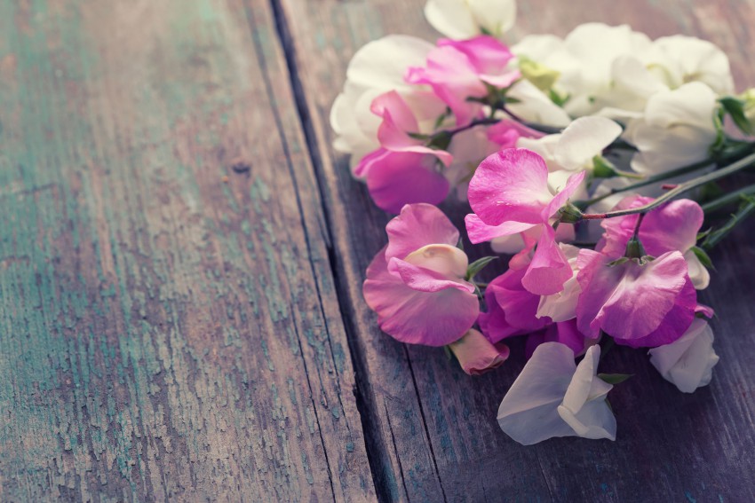 Dišeči grahor bo otroke navdušil zaradi raznobarvnih cvetov in vzpenjanja.