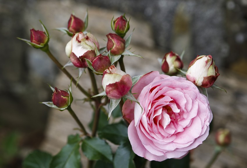 <p>Vrtnica 'Prešeren', ki jo je ustvaril dr. Matjaž Kmecl, je zdrav, močan rožni grm.</p>