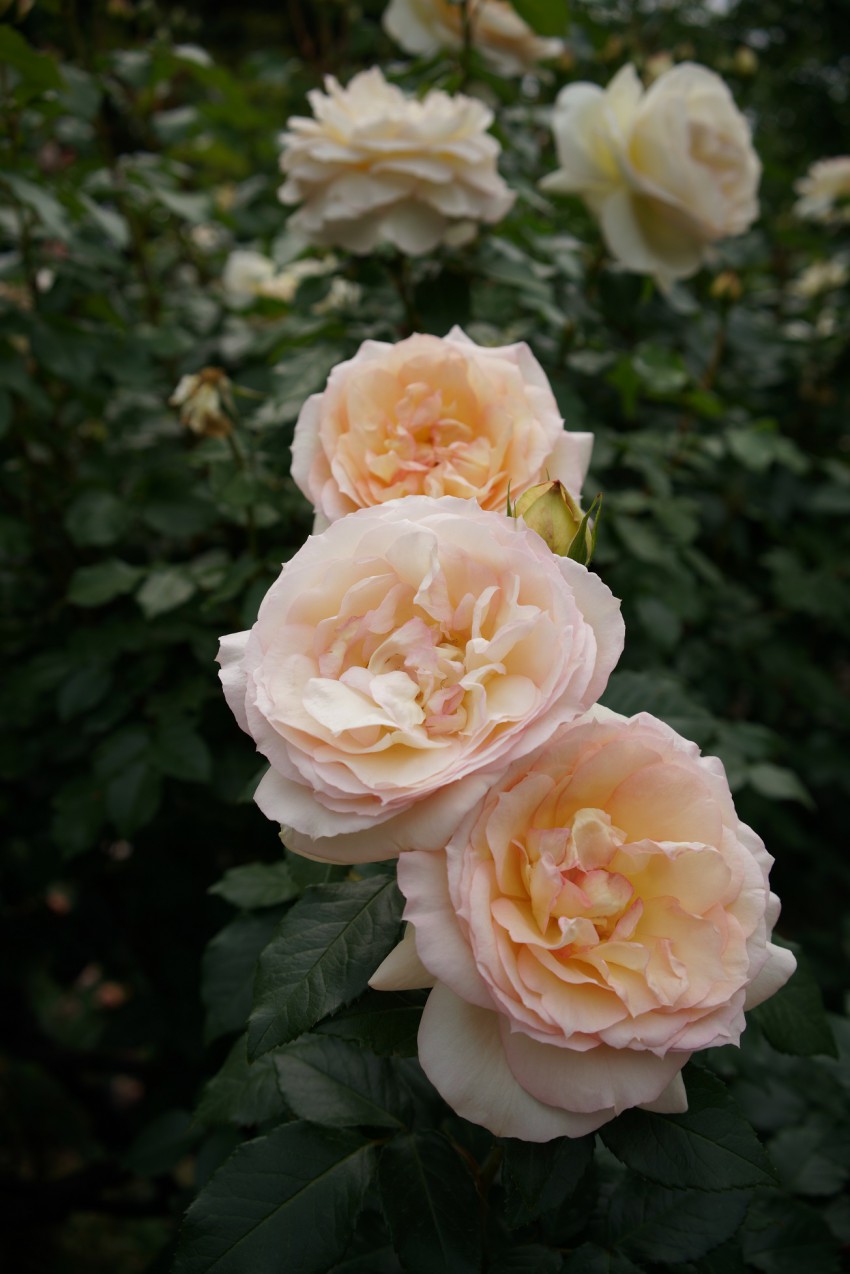 <p>Velikocvetna vrtnica 'Tchaikovski' se odlikuje z zdravo rastjo in močnim vonjem.</p>