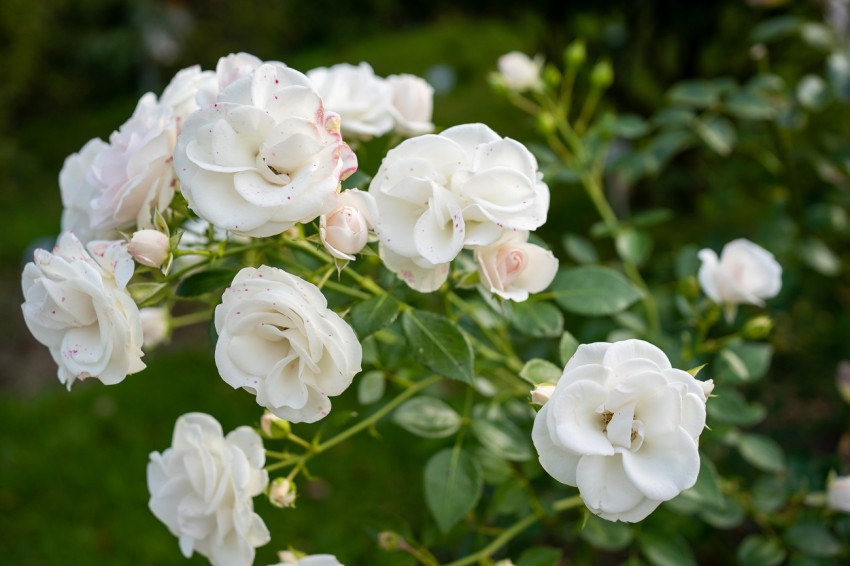 <p>Mnogocvetno vrtnico 'Aspirin' so v 90. letih skrižali v vrtničarski hiši Tantau.</p>