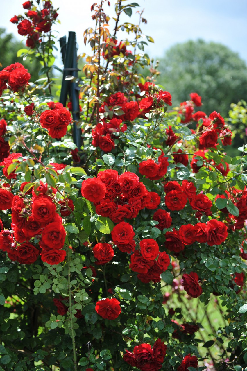 <p>Vrtnico 'Amadeus' so poslali v začetku tisočletja na trg pri nemškem Kordesu.</p>