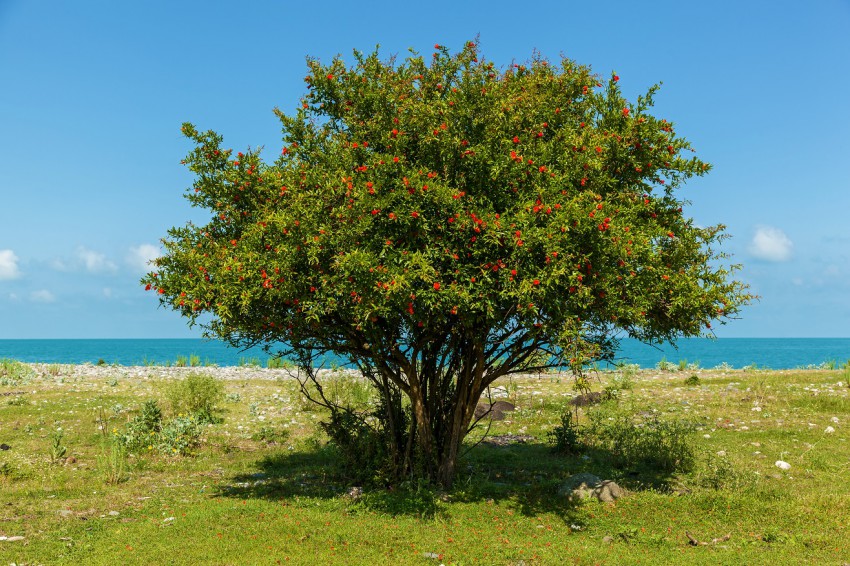 <p>Granatno jabolko je dolgoživo drevo, ki lahko zraste do osem metrov visoko, seveda odvisno od sorte.</p>