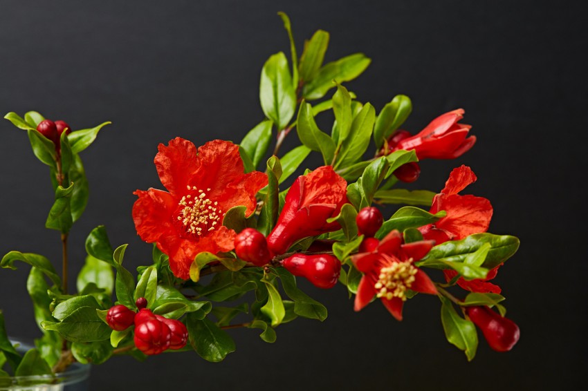 <p>Zvezdasti cvetovi so najpogosteje oranžno rdeči. </p>