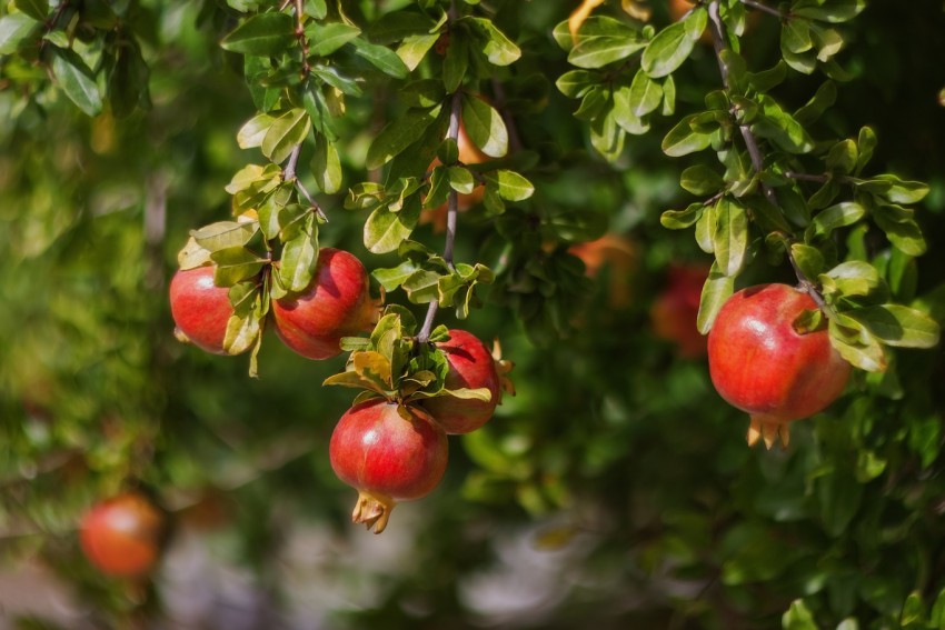 <p>Plodovi granatnega jabolka dozorijo septembra ali še pozneje.</p>