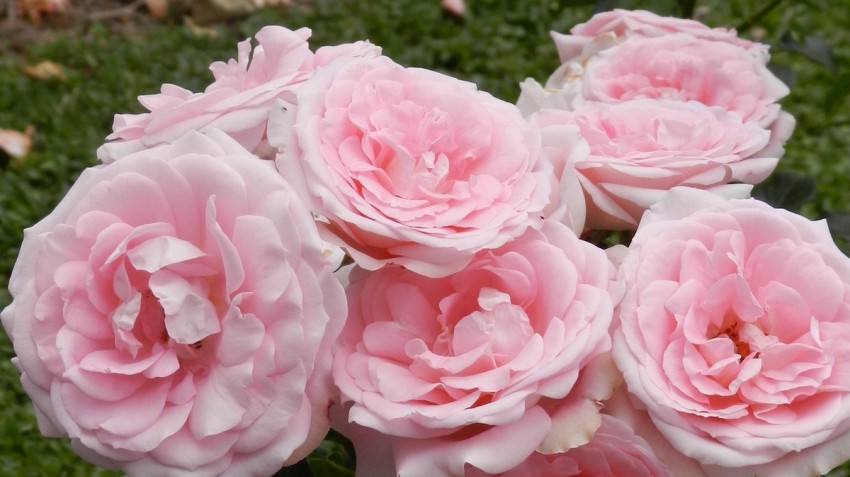 'Prešeren' je prva slovenska vrtnica, ki je zavarovana z žlahtniteljsko pravico. Je kakovosten rožni grm.