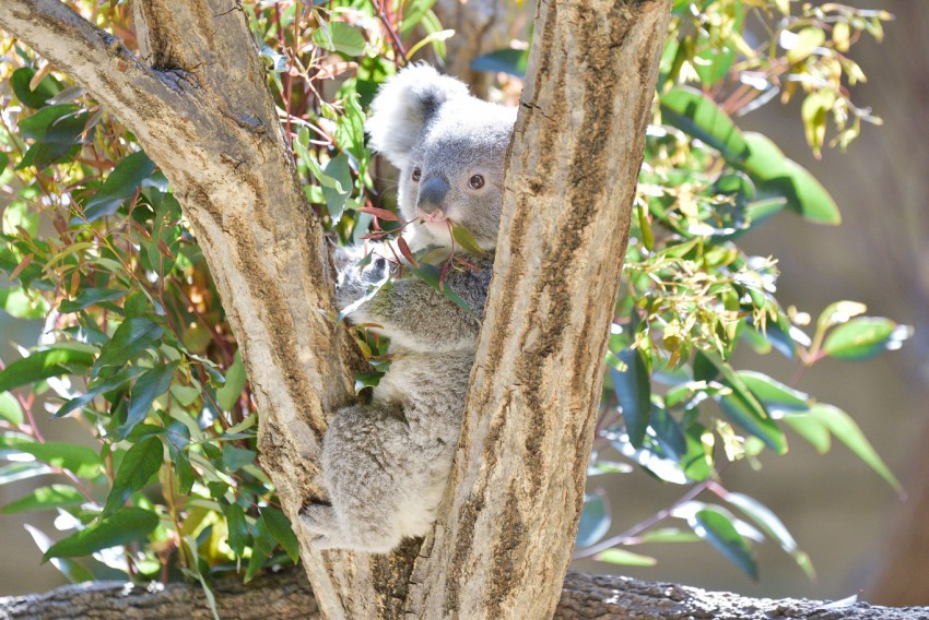 <p>Koala se hrani z mladimi evkaliptusovimi listi.</p>