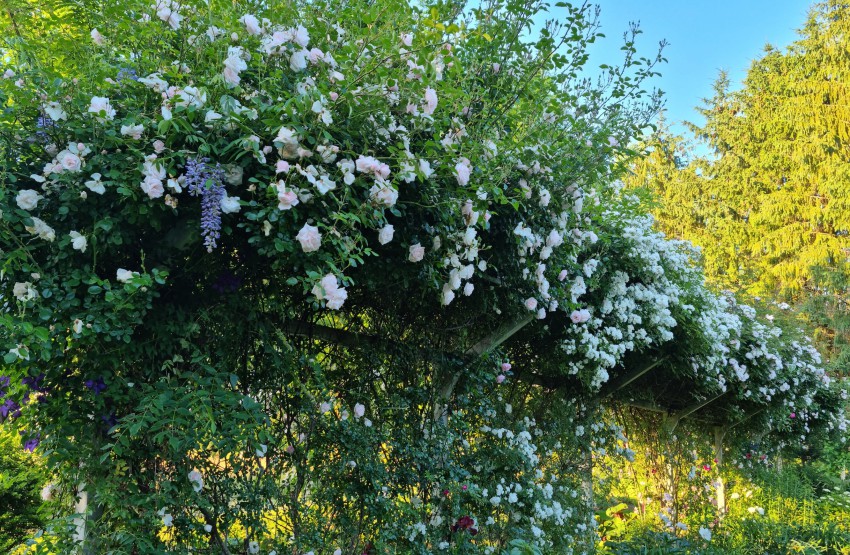 Morda najbolj romantičen kotiček vrta je dolga pergola cvetočih vrtnic.