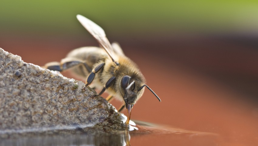 <p>Čebele lahko pijejo iz posode, iz katere kukajo kamenčki, ali podobnega napajalnika, da imajo stojišče.</p>