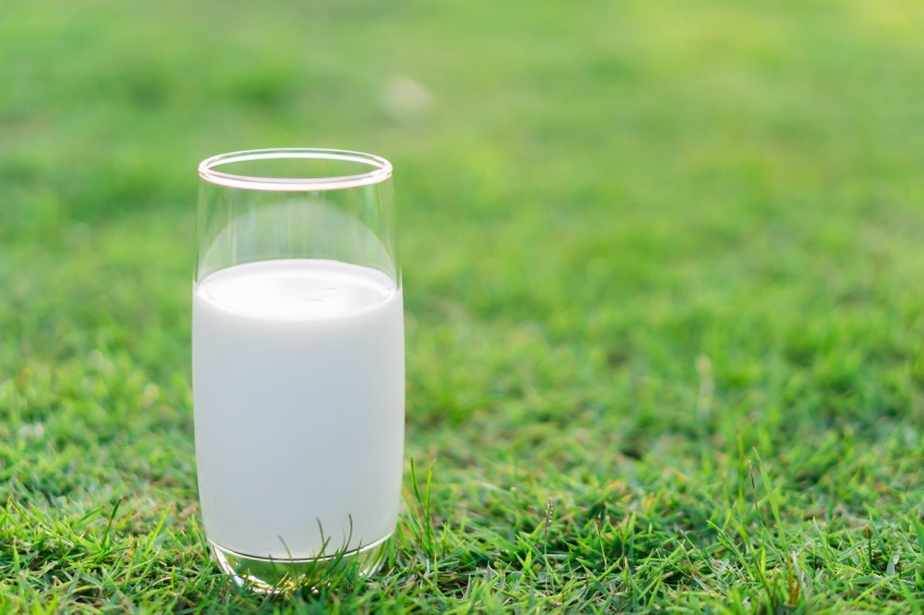 <p>Raztopina mleka deluje na zelene dele rastlin kot blagi fungicid, smrdi ušem in liste oskrbuje s kalcijem.</p>