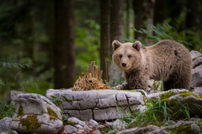 <p>Po podatkih ARSO je spomladanska ocena števila medvedov v Sloveniji leta 2020 znašala 990 živali.</p>