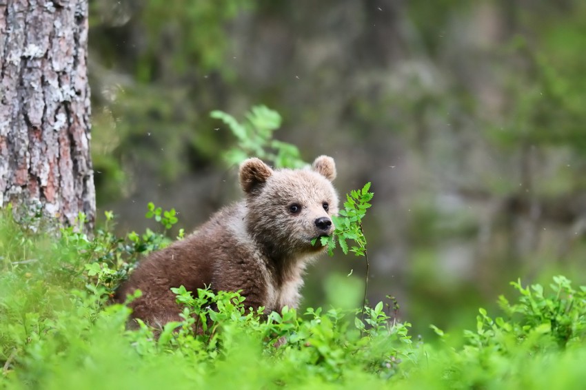 <p>Medvedjemu mladiču se ne smemo nikoli približati, tudi če je videti zapšuščen.</p>