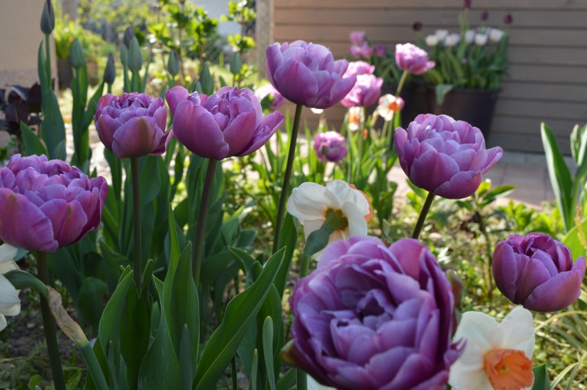 Greda s trajnicami bo veliko prej lepša, če med trajnice posadite tulipane in narcise. 
