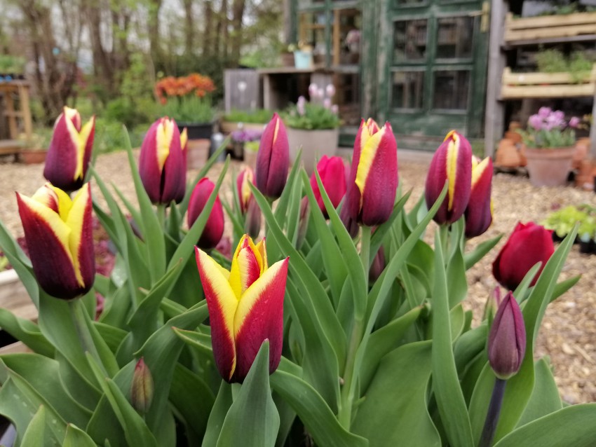 Če nimate vrta ali če na vrtu domuje voluhar, posadite tulipane v velike lonce. 