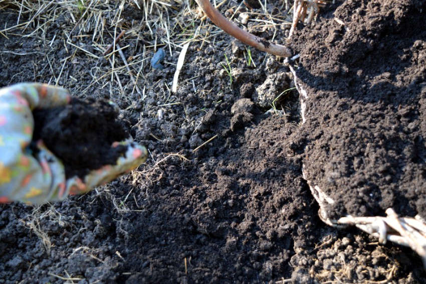 Kompost – črno zlato, z njim bogatimo tla, rahljamo, zdravimo.