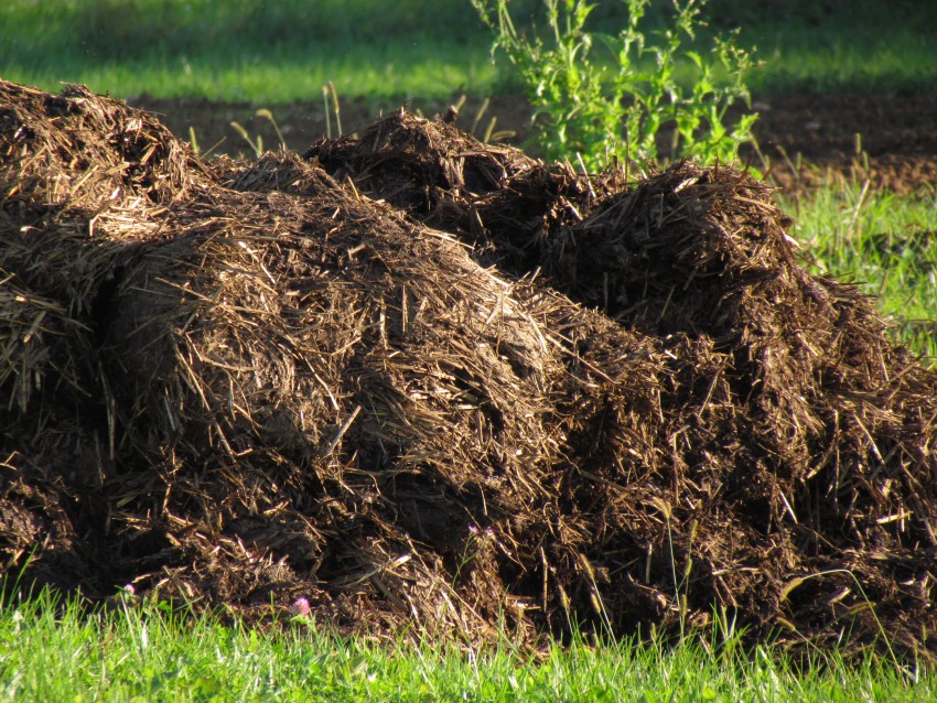 Hlevski gnoj dodamo na grede dovolj zgodaj. Še bolje je, če ga do pomladi kompostiramo.