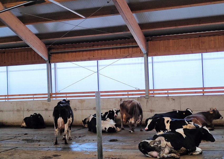 Poleti se zavese dvignejo, da imajo krave še več svetlobe in lep razgled. 