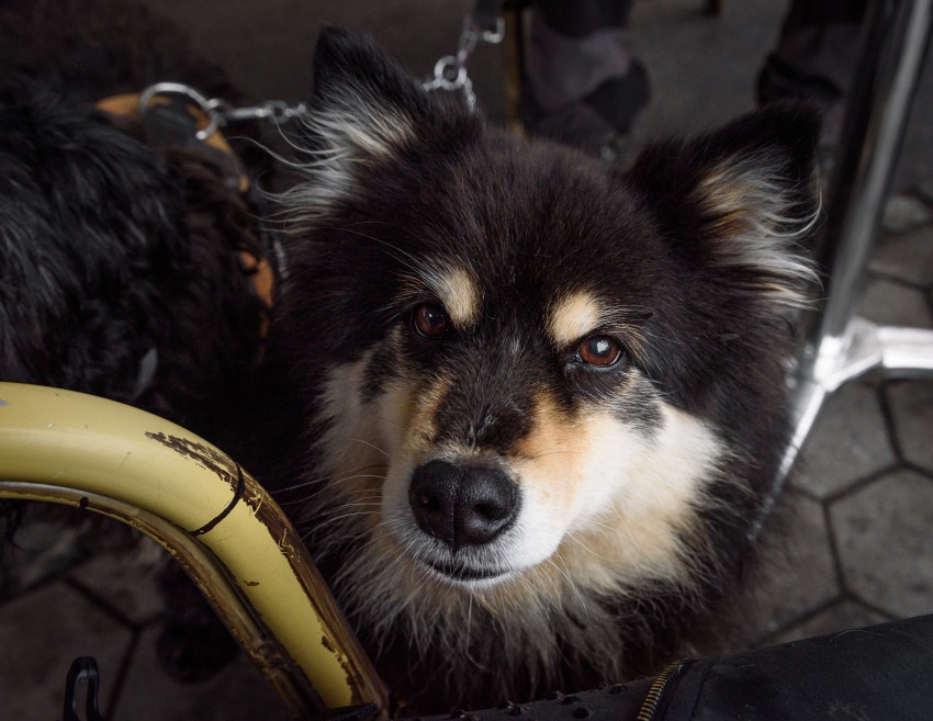 Pupi, finska laponska psička, po finsko suomenlapinkora.