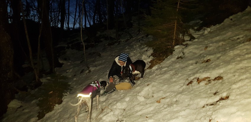 K9 iskanje pogrešanih – Slovenija je prva in edina skupina vodnikov pri nas, ki imajo pse, specializirane za iskanje pogrešanih živali. Chilli je našla Asha v hribih nad Tržičem.